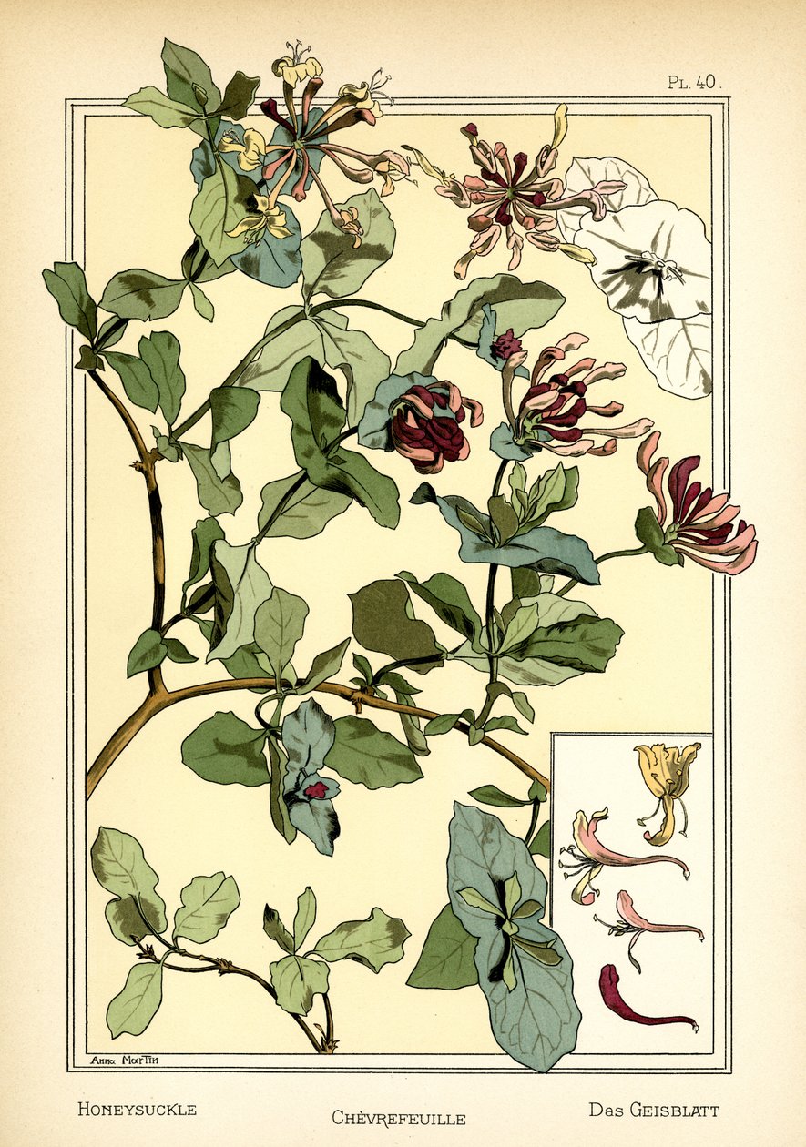 La Madreselva de Anna Martin