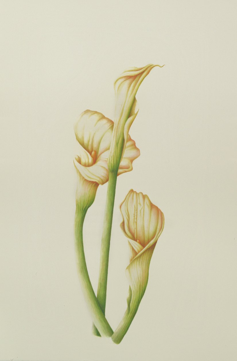 Lirio de arum, 2001 de Annabel Barrett