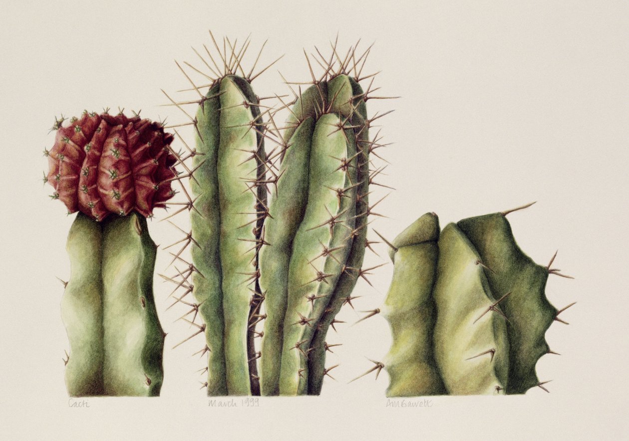 Cactus, 1999 de Annabel Barrett