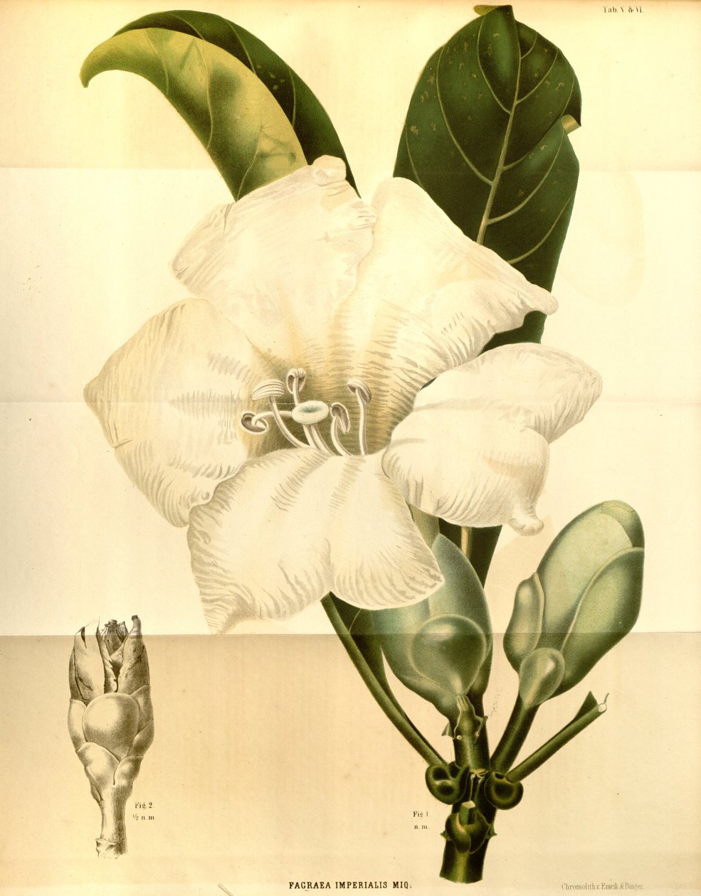 Fagraea imperialis de Annales Musei botanici lugduno-batavi
