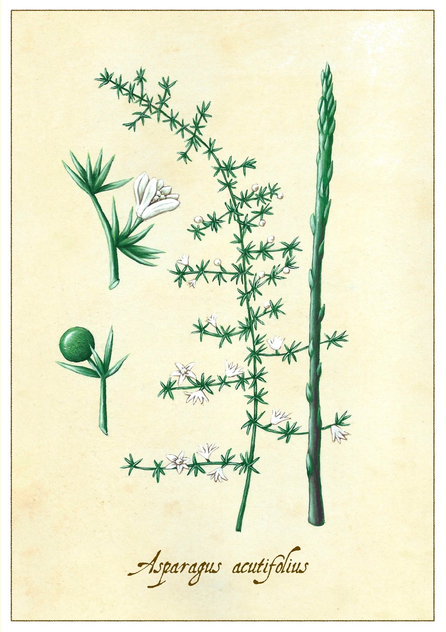 Asparagus acutifolius, 2015 (gouache) de Annalisa Morrocco