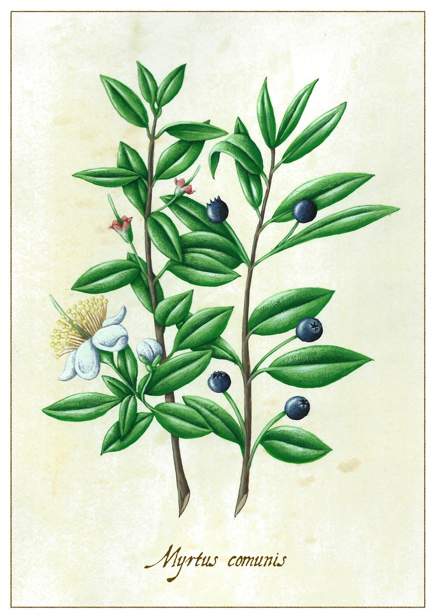 Comunidades de mirtos, 2015 (gouache) de Annalisa Morrocco