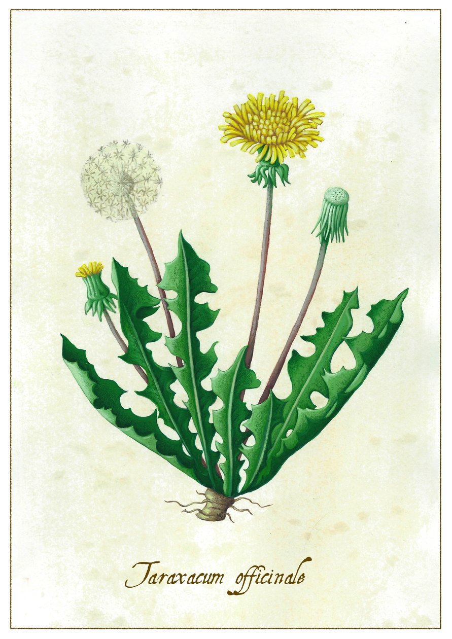 Taraxacum officinale, 2015 (gouache) de Annalisa Morrocco