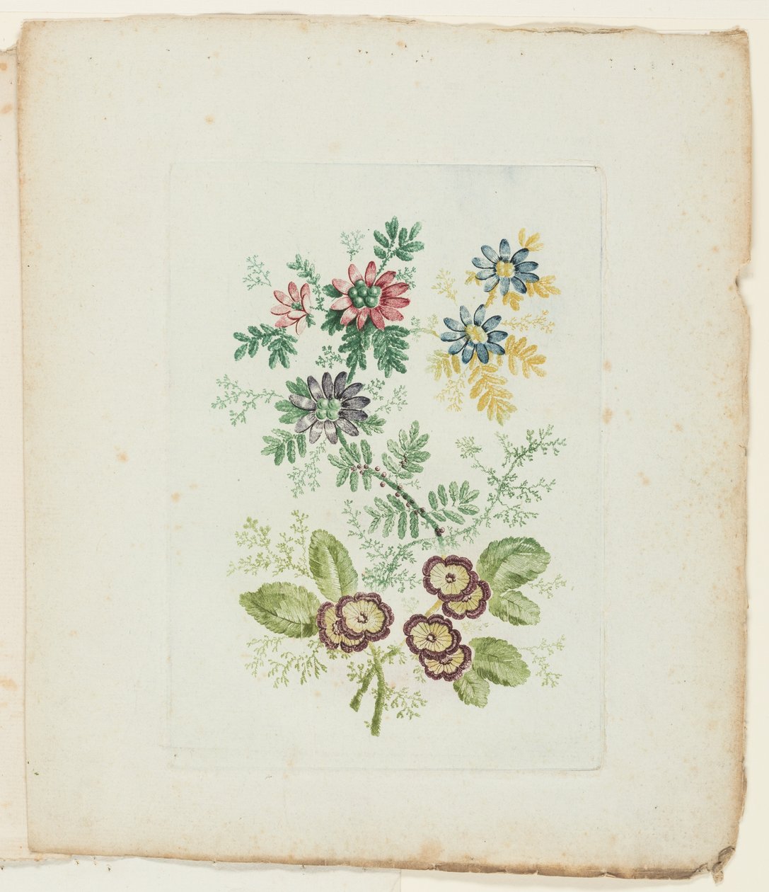 Plato, de la Nueva Suite de Cuadernos de Flores Ideales para Uso de Dibujantes y Pintores de Anne Allen