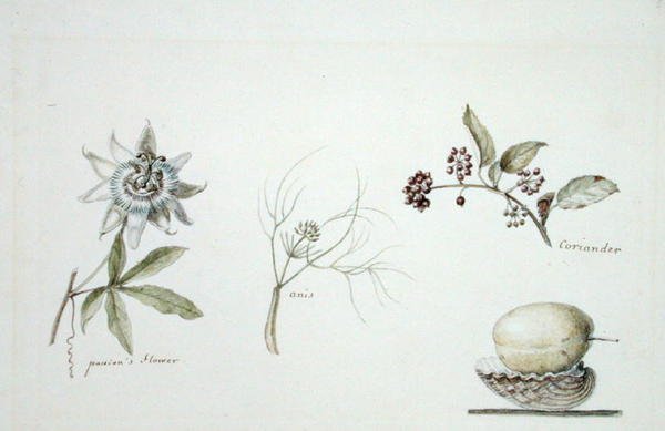 Flor de la pasión, anís y cilantro de Anne Marguerite Hyde de Neuville