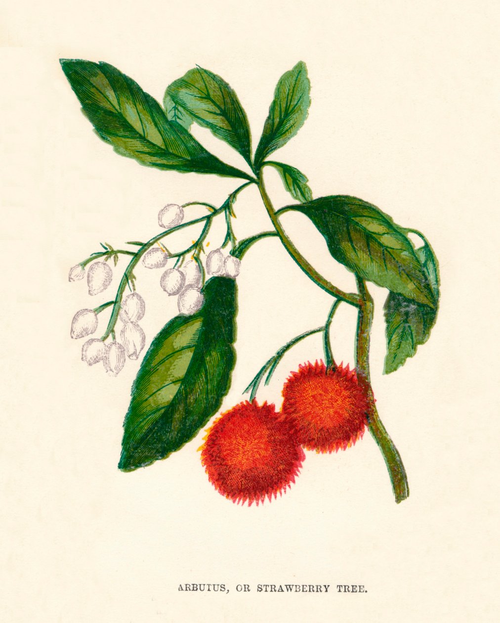 Arbutus, o Árbol de Fresa, c1891 de Anne Pratt