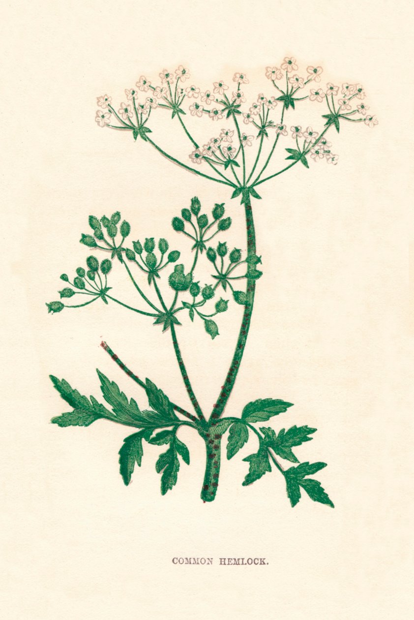 Cicuta común, c. 1891 de Anne Pratt