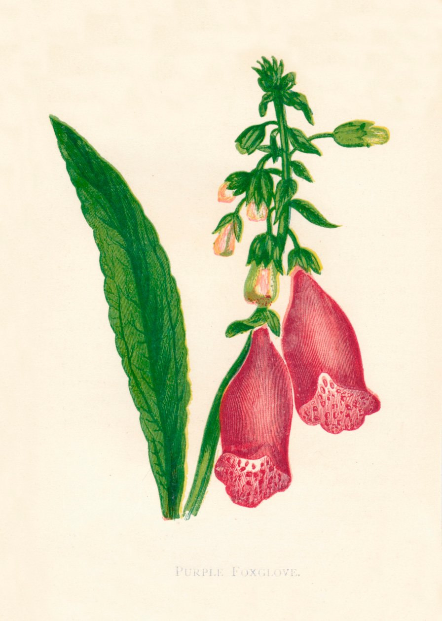 Dedalera púrpura, c. 1891 de Anne Pratt