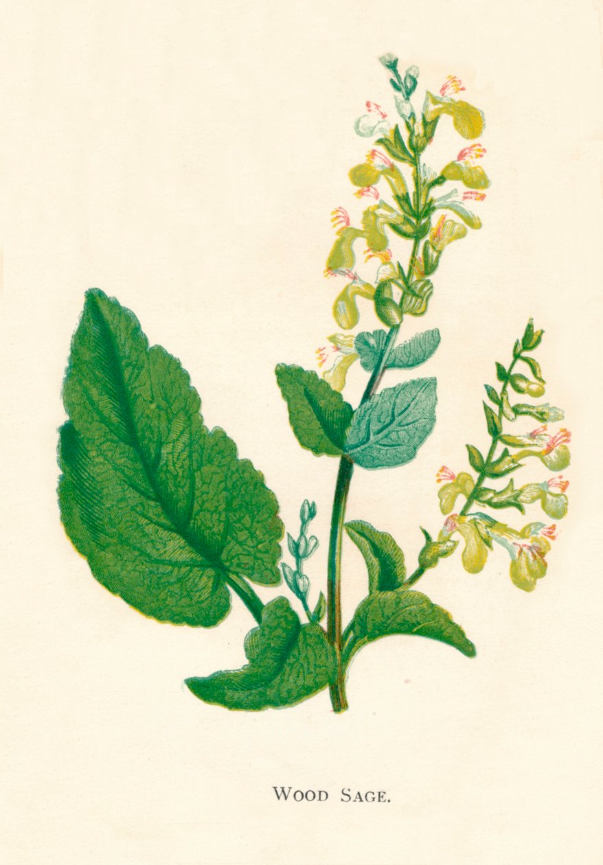 Salvia de Madera, c1891 de Anne Pratt
