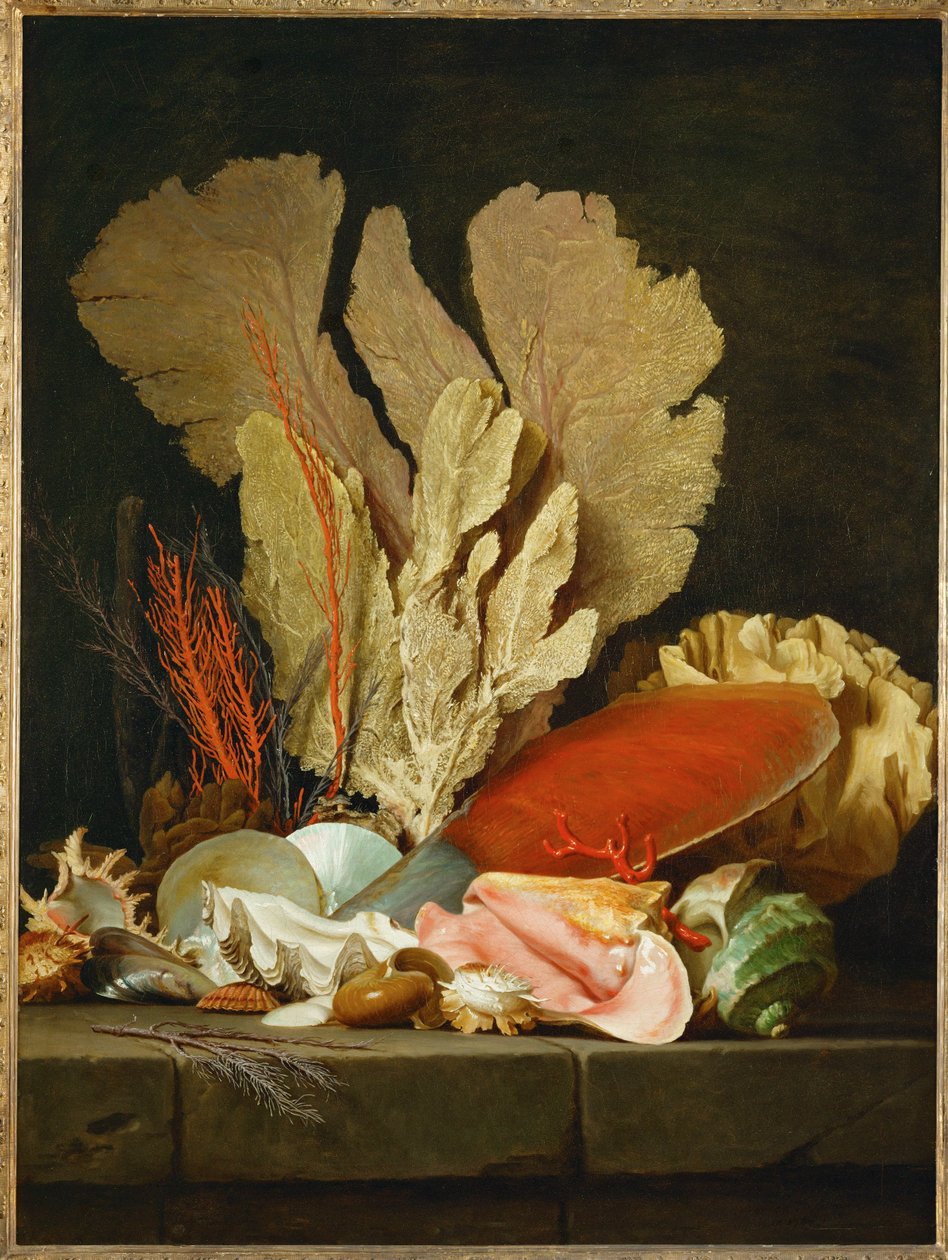 Panaches de mer, lithophytes et coquilles - Naturaleza muerta con conchas y corales ... de Anne Vallayer Coster