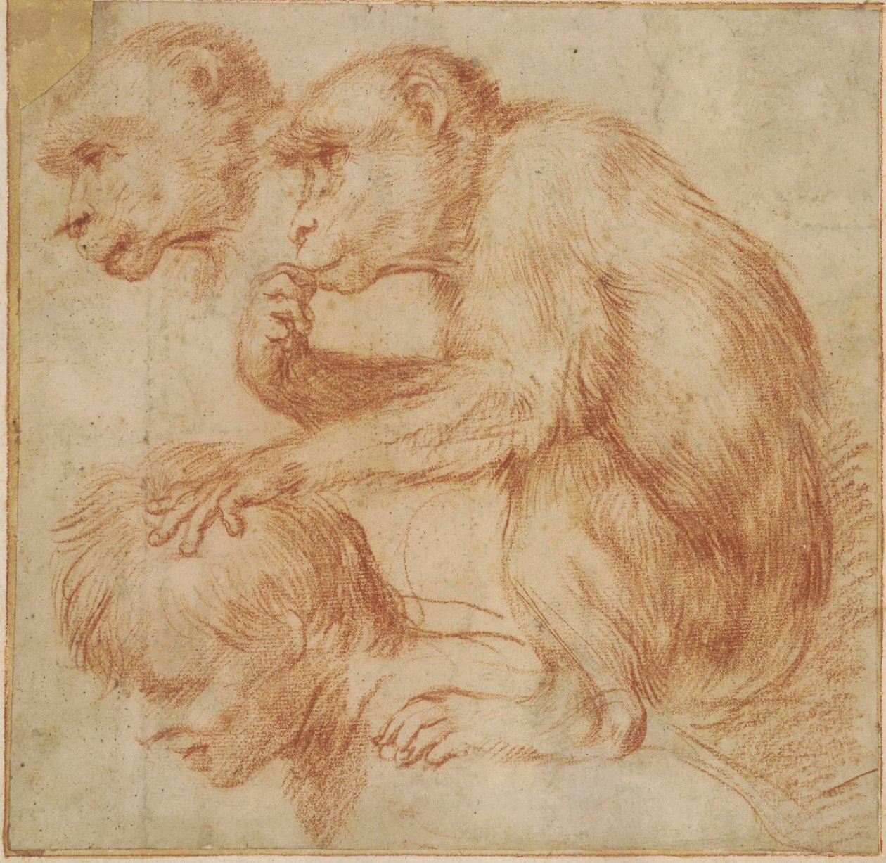 Carracci - Un mono sobre los hombros de un hombre de perfil a la izquierda y un estudio de su cara, estudio para un cuadro Tiza roja, Ff,2.115 de Annibale Carracci