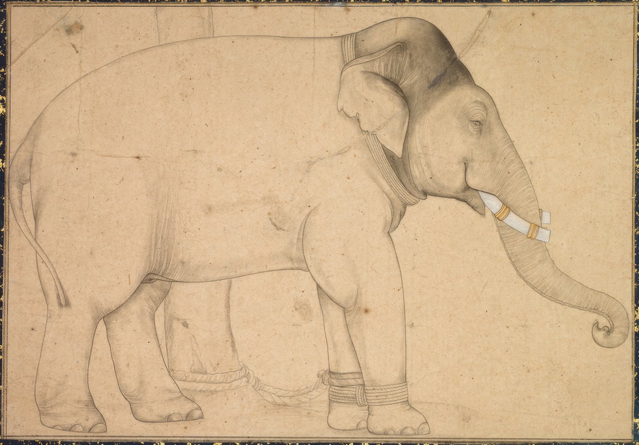 Dibujo de un elefante de Anonym