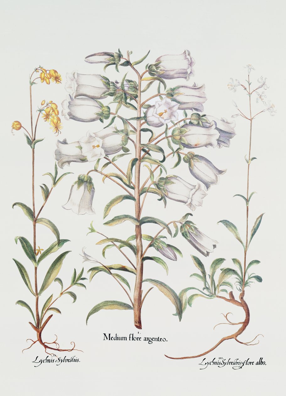 Campanilla de Canterbury, Alemán, siglo XVIII de Unbekannt Unbekannt