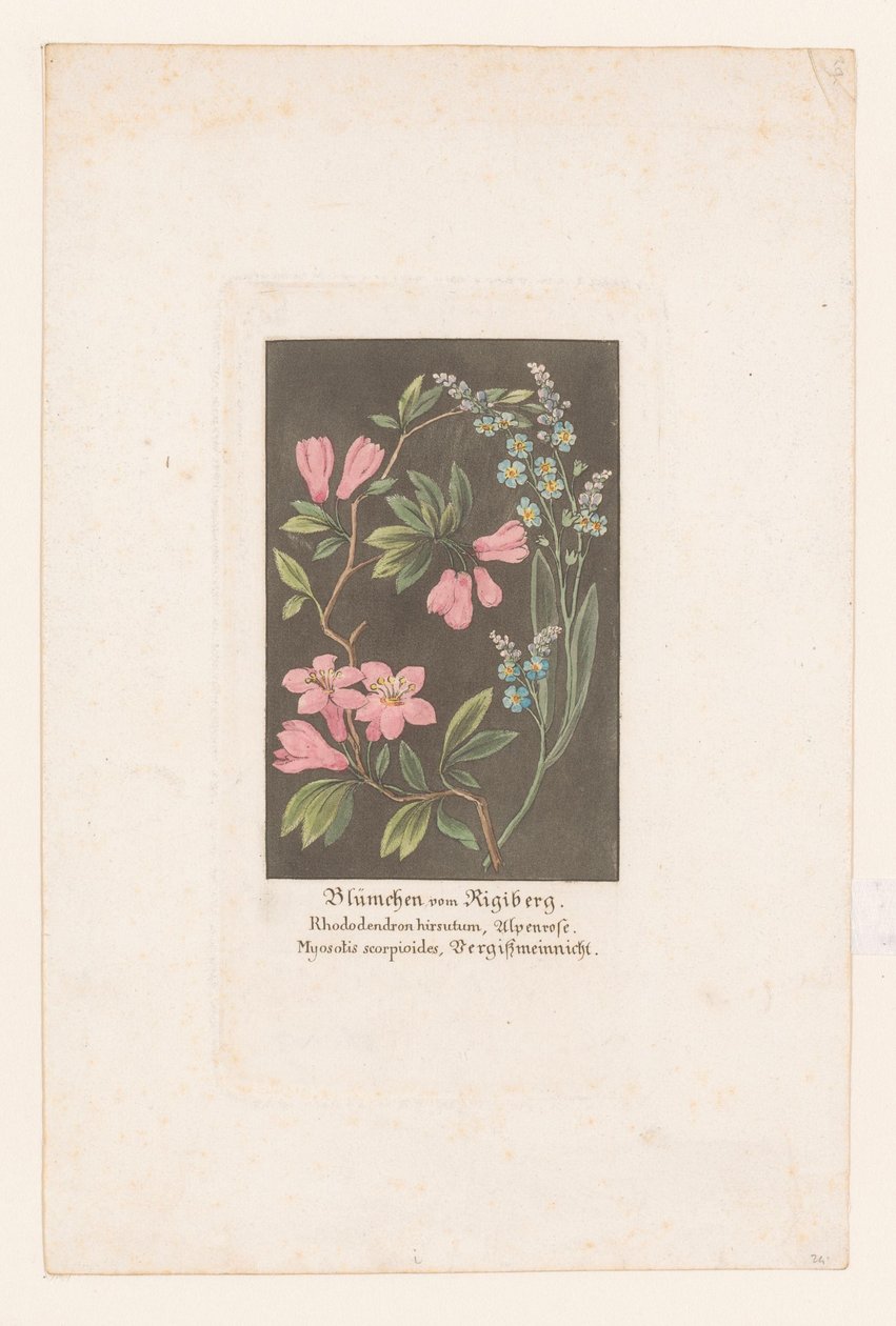 Rosa alpina y nomeolvides del Rigi Blümchen vom Rigiberg (título sobre el objeto) de Anonymous