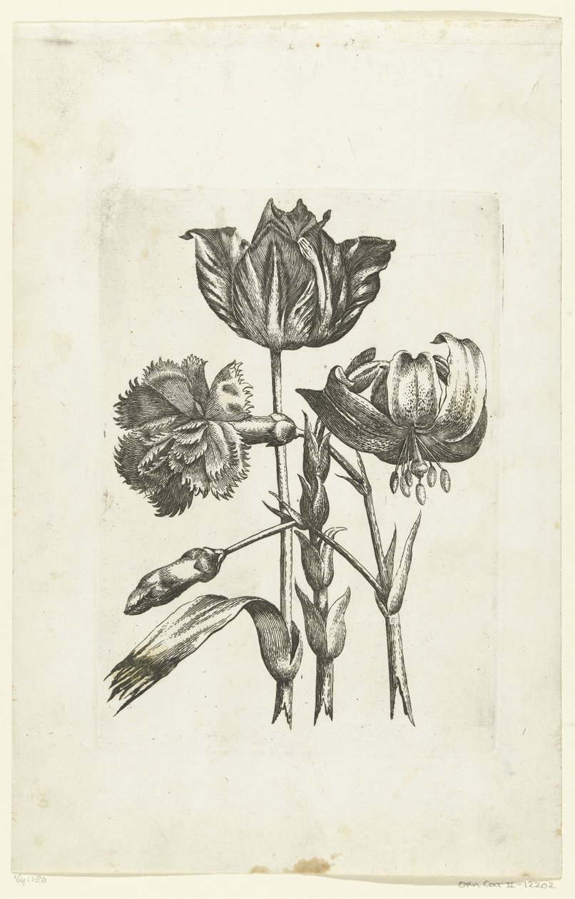 Anjer, tulp y lelie Nuevos iconos de flores (título de la serie) de Anonymous