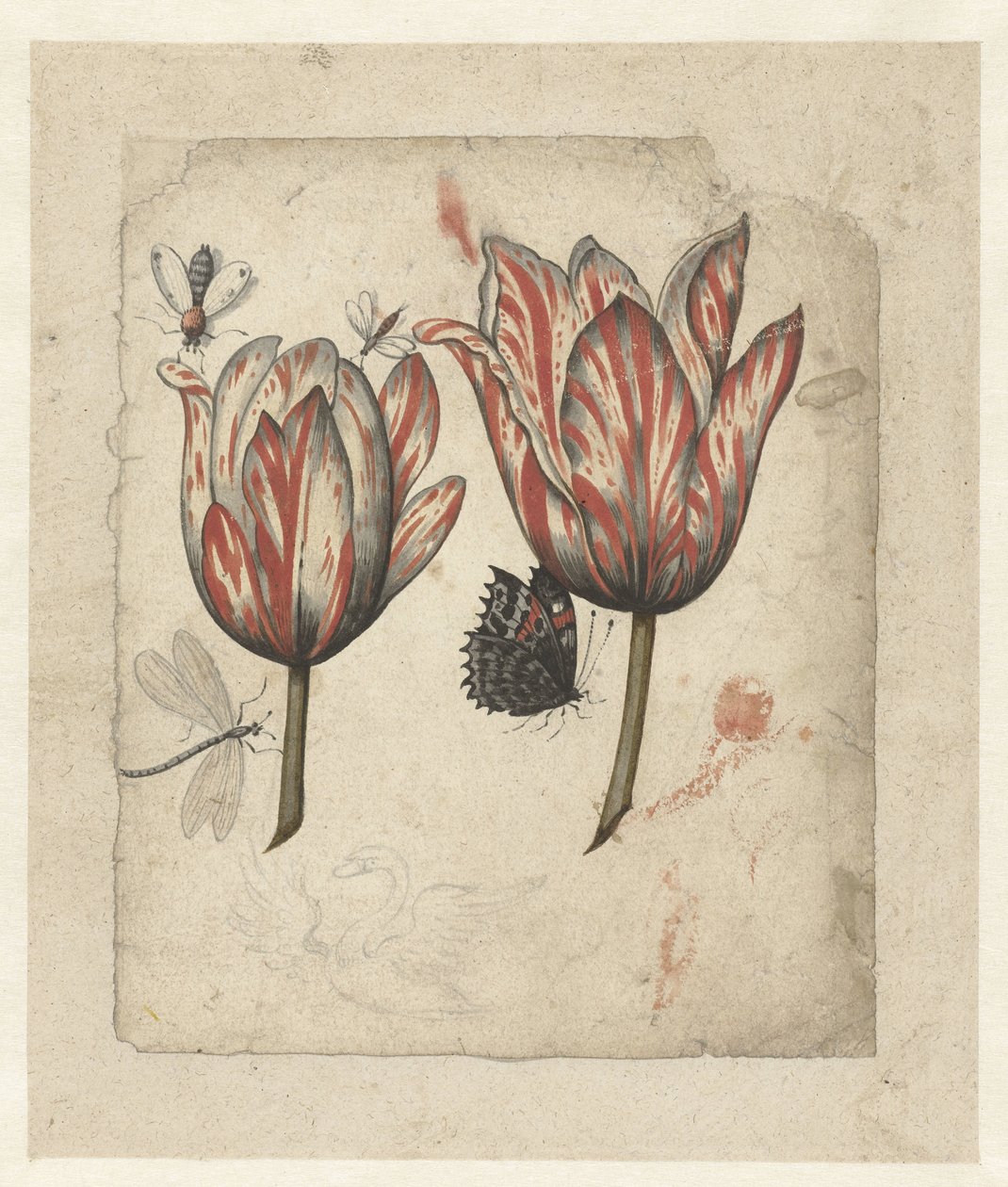Hoja con dos tulipanes y algunos insectos de Anonymous