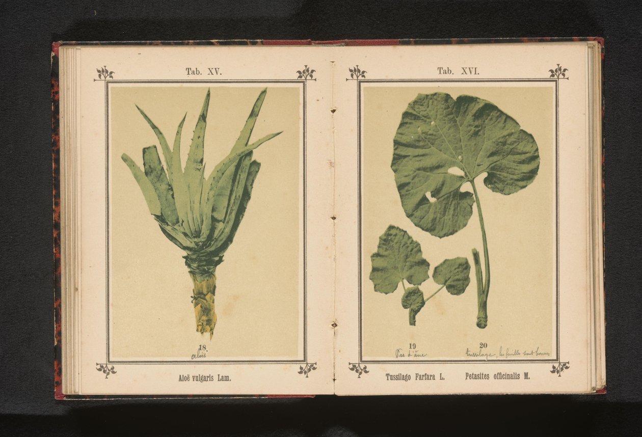 Hoja de una uña de caballo pequeña y hoja de una uña de caballo grande
Tussilago farfara L. Petasites officinalis M. (título del objeto) de Anonymous