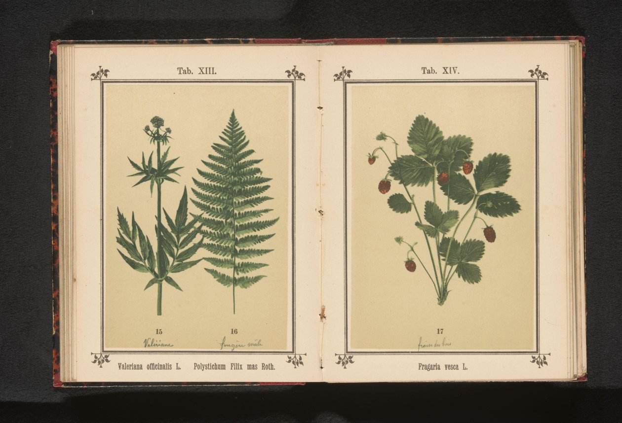 Bosaardat
Fragaria vesca L. (título del objeto) de Anonymous