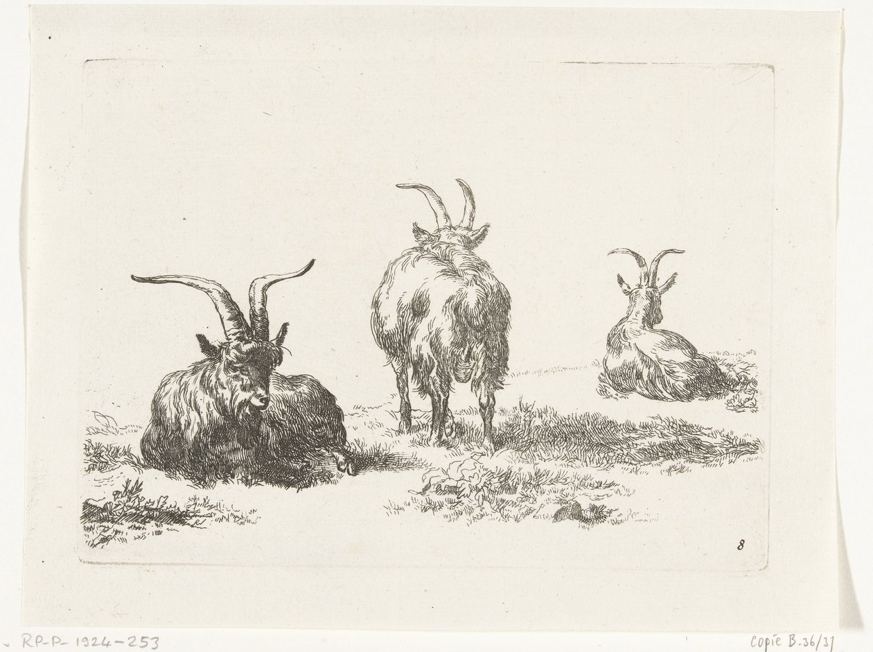 tres cabras Cabras y ovejas a N.P. Berchem (título de la serie) de Anonymous