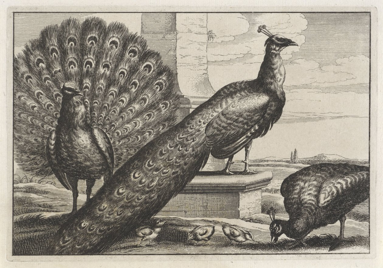 tres pavos reales Especies de Diversae avium (título de la serie) Aves diferentes (título de la serie) de Anonymous