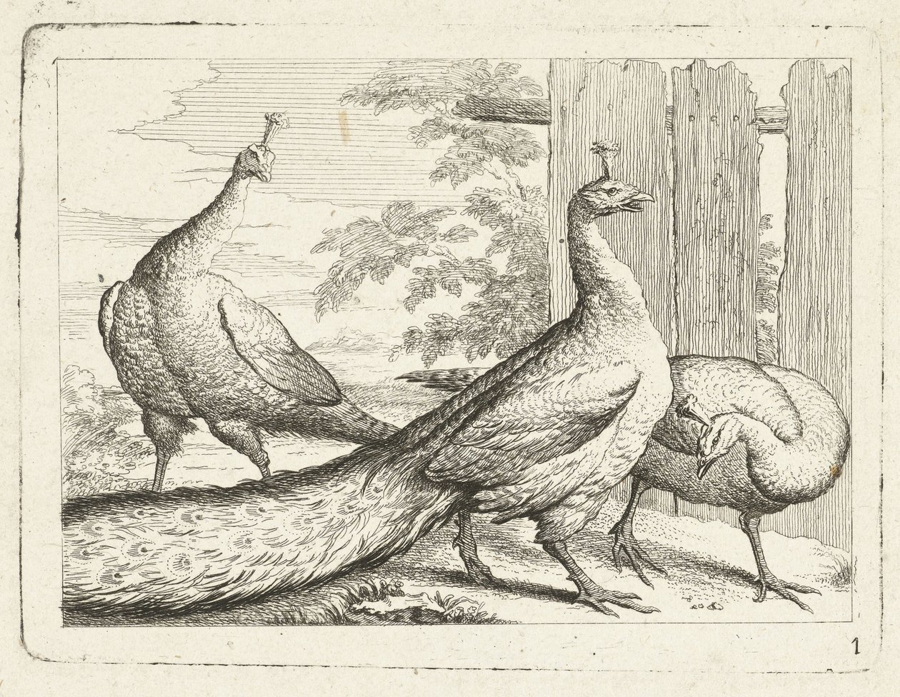 tres pavos reales Aves nativas (título de la serie) de Anonymous