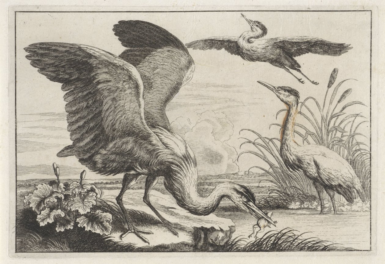 tres garzas Especies de Diversae avium (título de la serie) Aves diferentes (título de la serie) de Anonymous