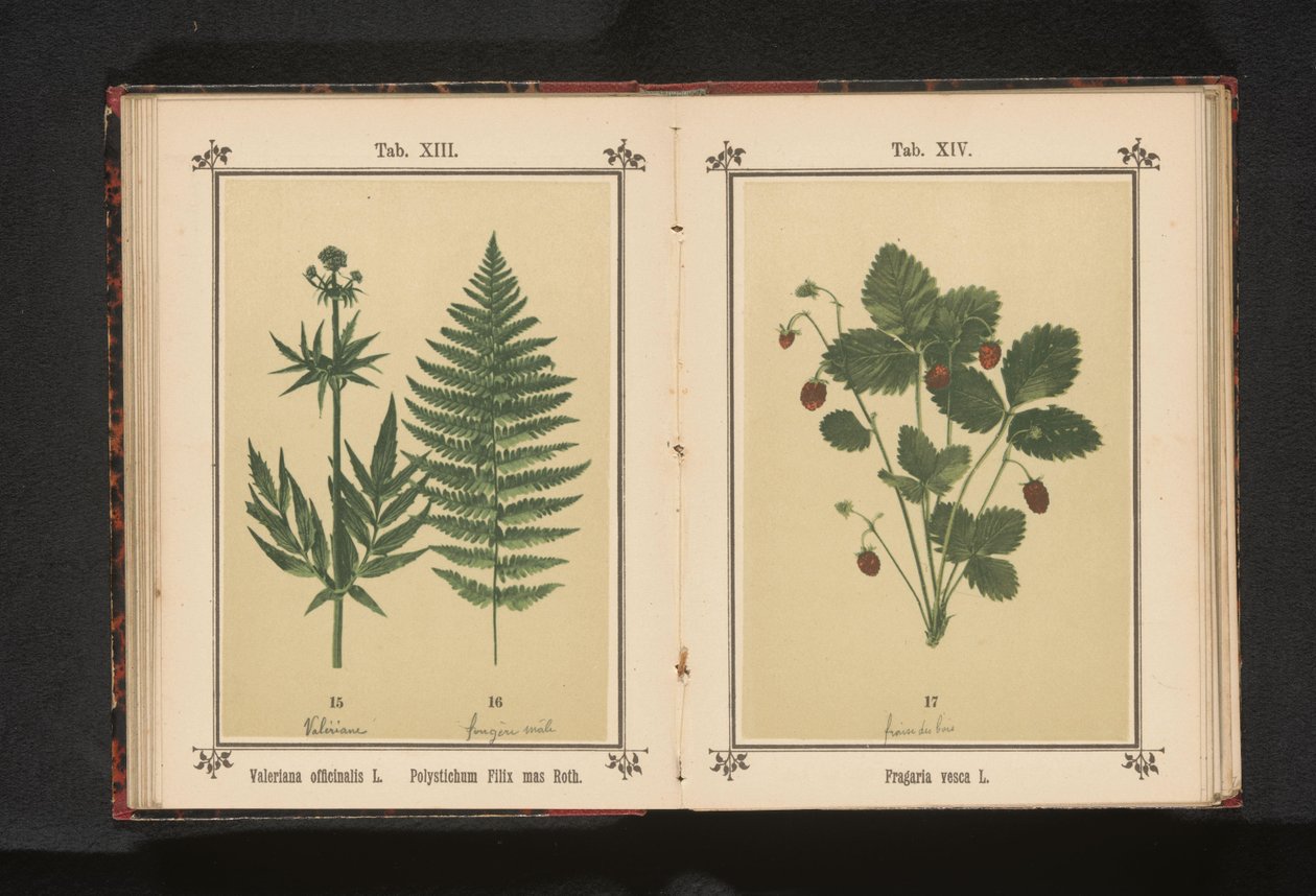 Valeriana común y una rama de helecho macho
Valeriana officinalis L. Polystichum Filix mas Roth (título en el objeto) de Anonymous