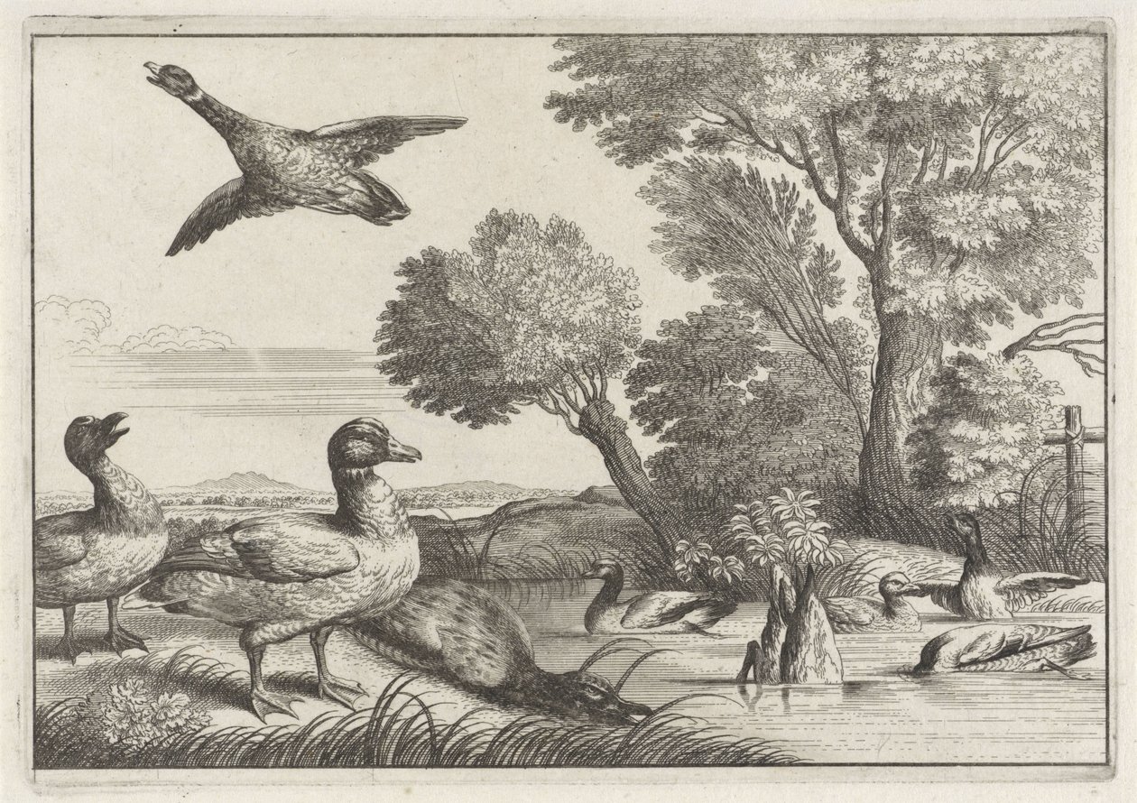 patos Especies de Diversae avium (título de la serie) Aves diferentes (título de la serie) de Anonymous