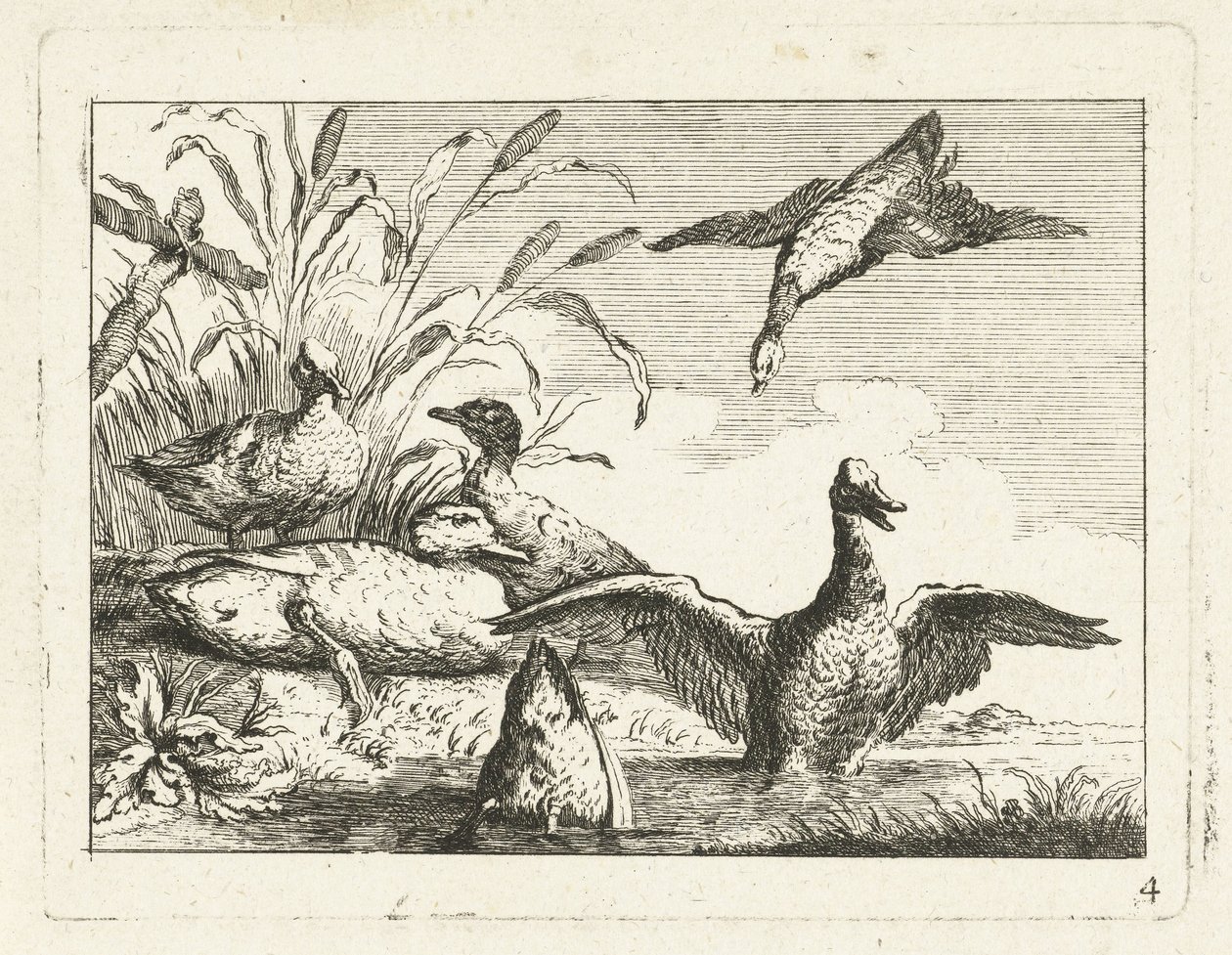 Patos junto a un charco Aves nativas (título de la serie) de Anonymous