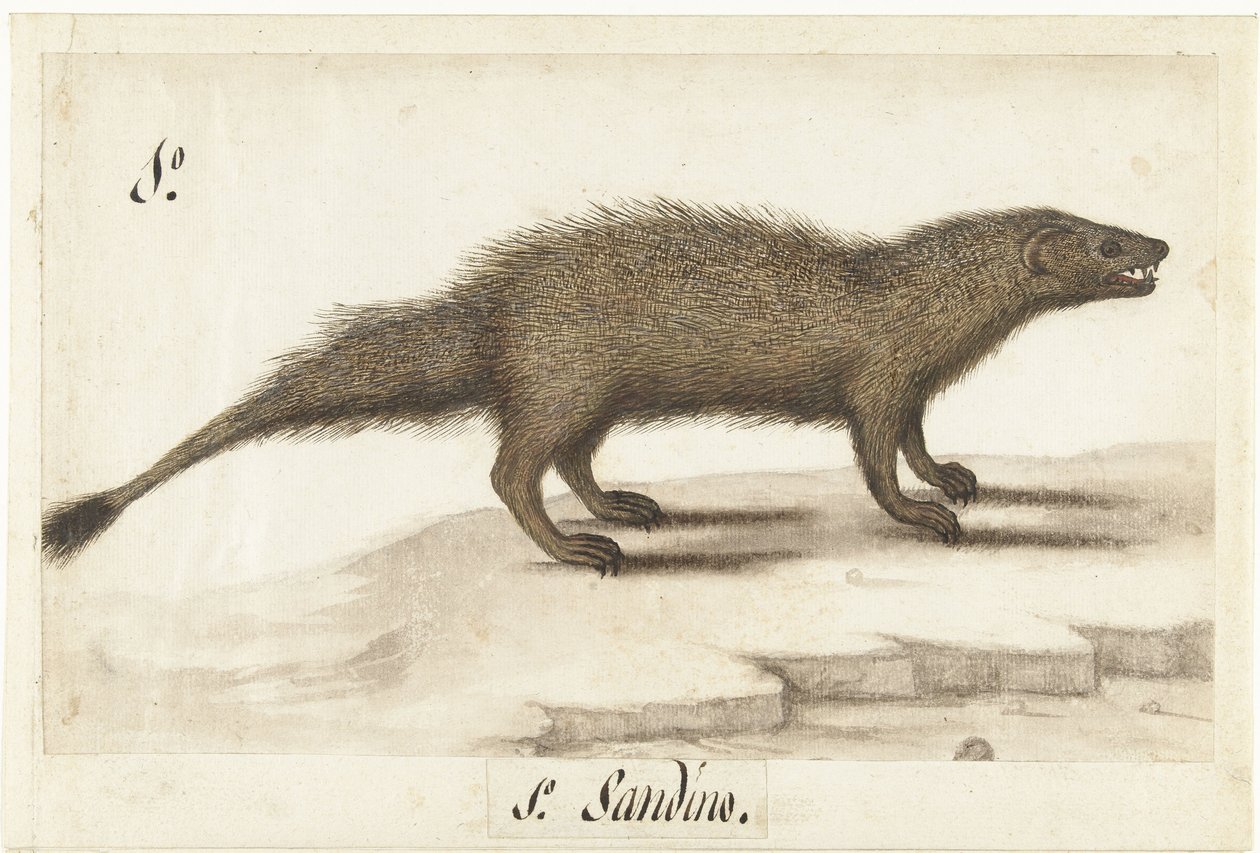 Egyptische ichneumon
Herpestes ichneumon / Sandino / Mangosta egipcia (título del objeto)
Álbum lombardo (título de la serie) de Anonymous