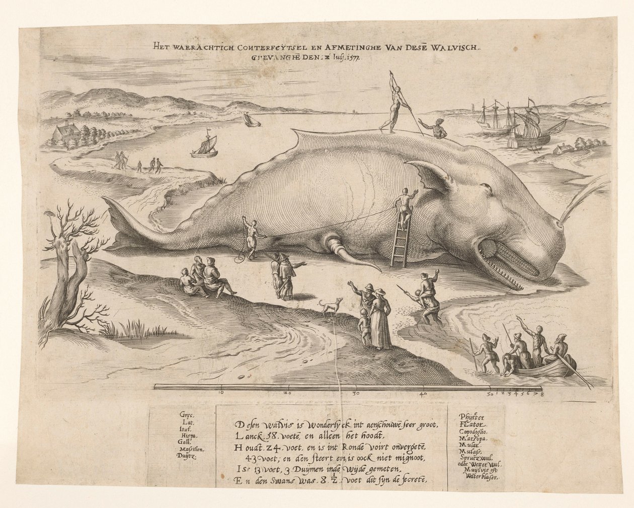 Ballena varada cerca de Amberes, 1577 El waerachtich conterfeytsel y el tamaño de esta[n] ballena, ghevanghe[n] den 2 de julio de 1577 (título sobre el objeto) de Anonymous