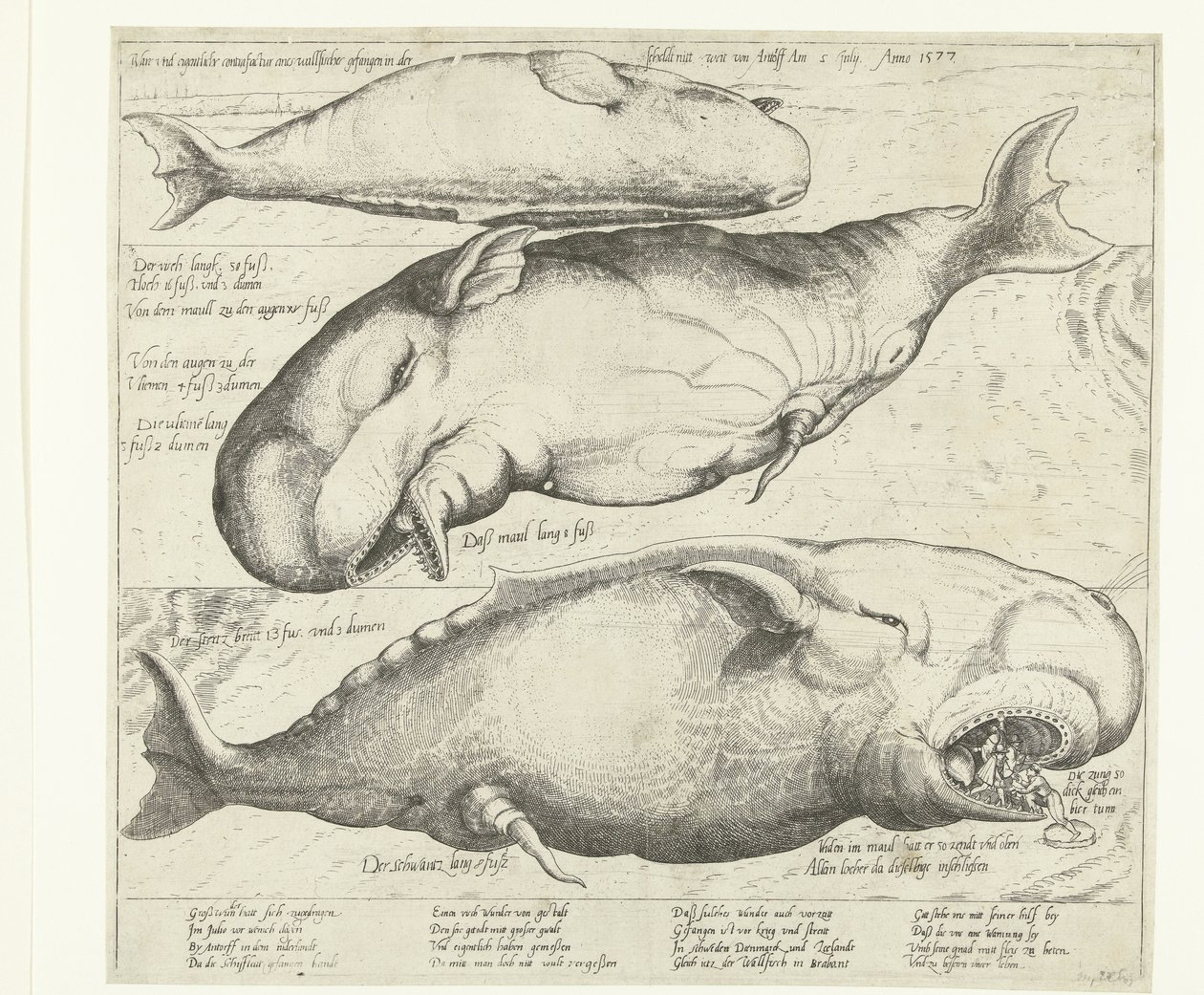 Ballena varada cerca de Amberes, 1577 True ung eigentliche contrafactur eines wallfisches gefangen in der scheldt nitt weit von Antorff Am 2 de julio. Anno 1577 (título sobre objeto) de Anonymous