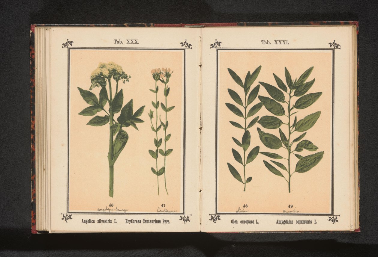 Angélica común y centauro verdadero
Angelica silvestris L. Erythraea Centaurium Pers (título en el objeto) de Anonymous