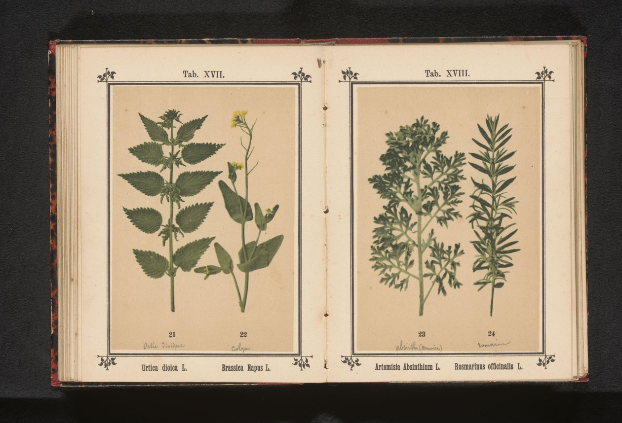 Ortiga grande y colza
Urtica dioica L. Brassica Napus L. (título del objeto) de Anonymous