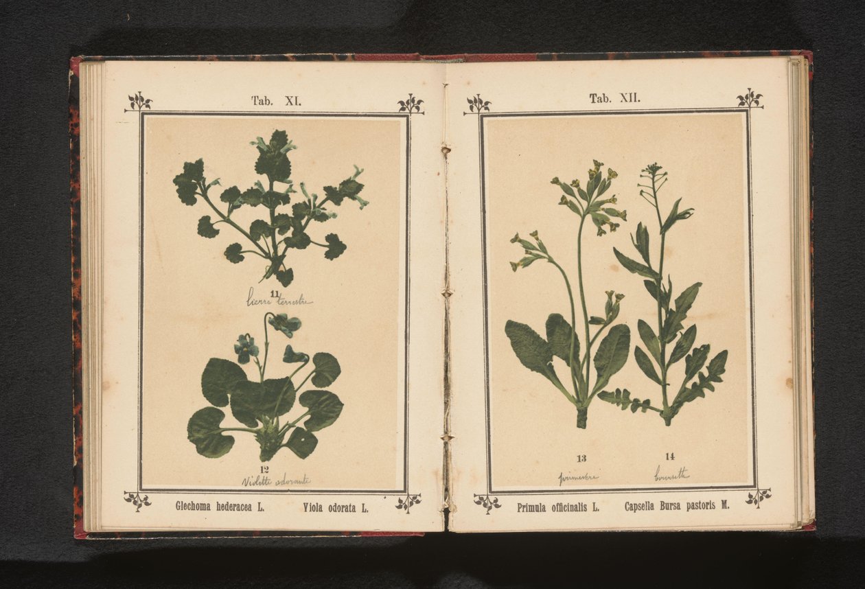 Prímula dorada y bolsa de pastor
Primula officinalis L. Capsella Bursa pastoris M. (título del objeto) de Anonymous