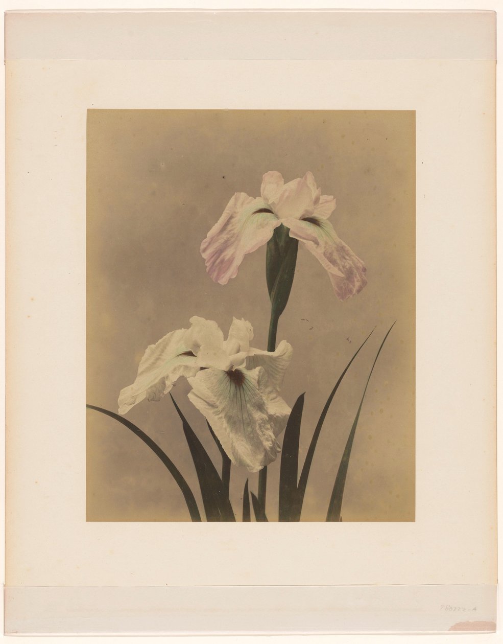 iris de Anonymous
