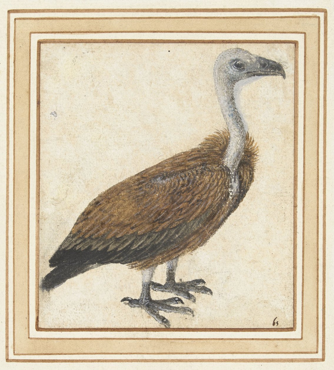 Joven buitre leonado (Gyps fulvus) de Anonymous