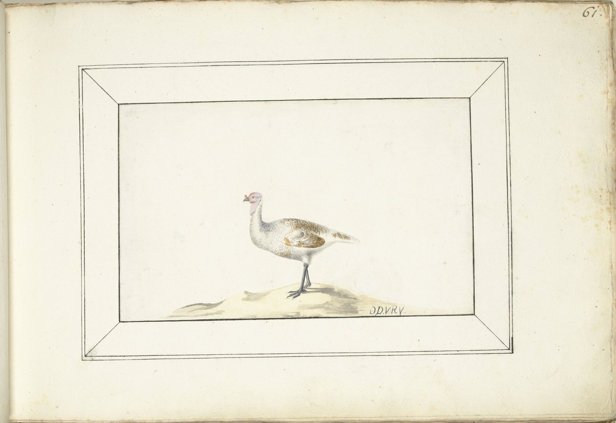 Pavo de Anonymous