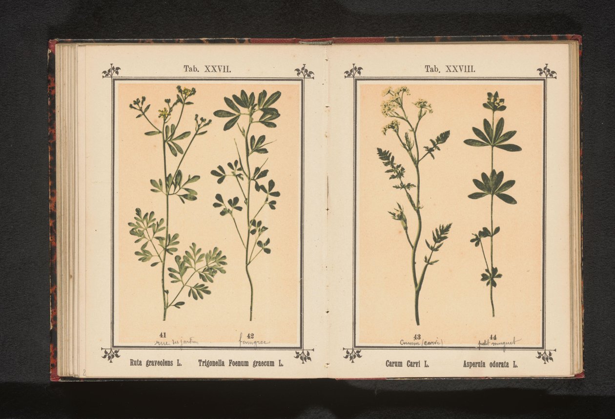 Alcaravea y castañuela
Carum Carvi L. Asperula odorata L. (título del objeto) de Anonymous