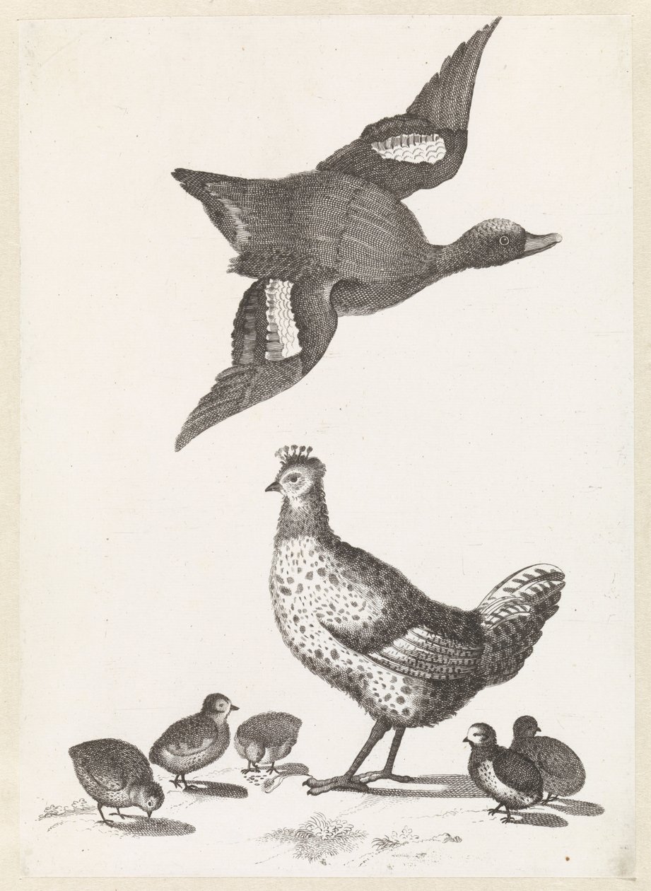 Pollo con cinco pollitos y un pato volando hacia la derecha. de Anonymous