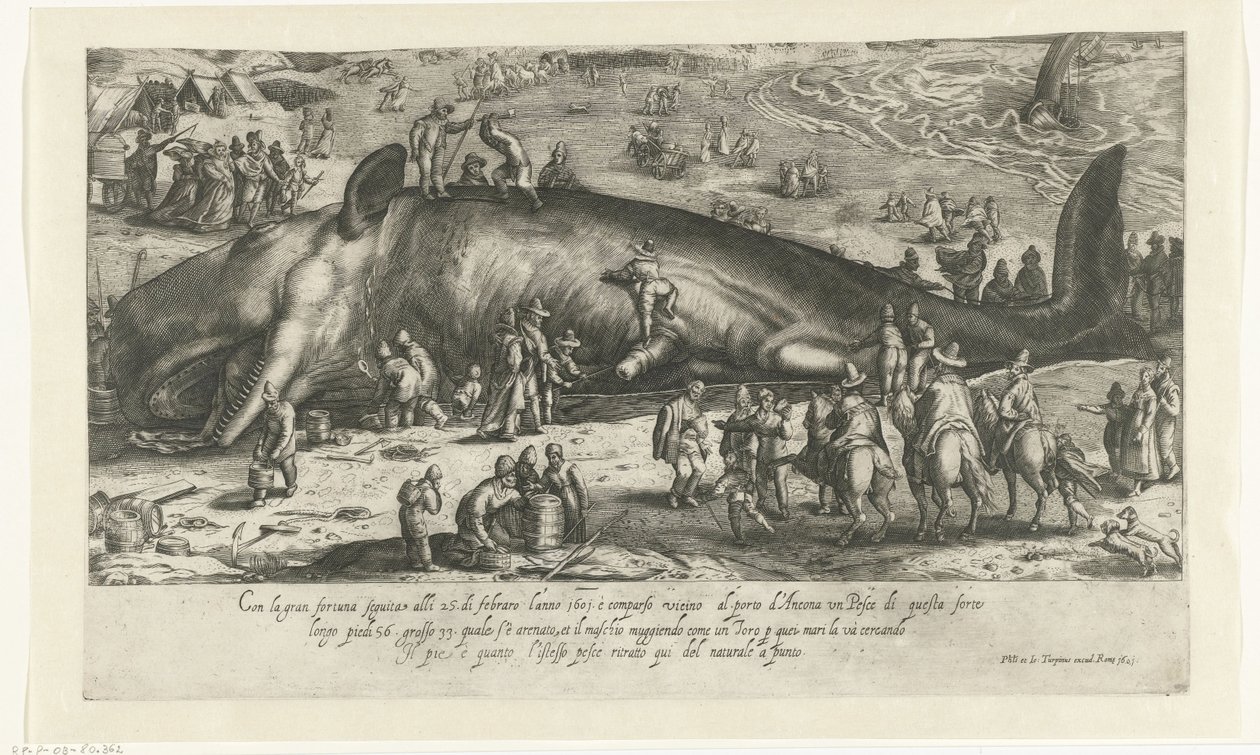 Copia de la ballena varada en Berckhey de 1598 cuando la ballena se encontraba en Ancona en 1601 Ritratto d