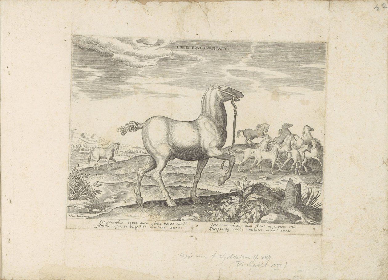 Kudde wilde paarden Free Horse Cursatio (título sobre el objeto) Paardenrassen uit de Koninklijke stallen van Don Juan van Oostenrijk (título de la serie) Un establo, en el que se encuentra lo más noble de todo tipo: un distinguido personaje de caballos de de Anonymous