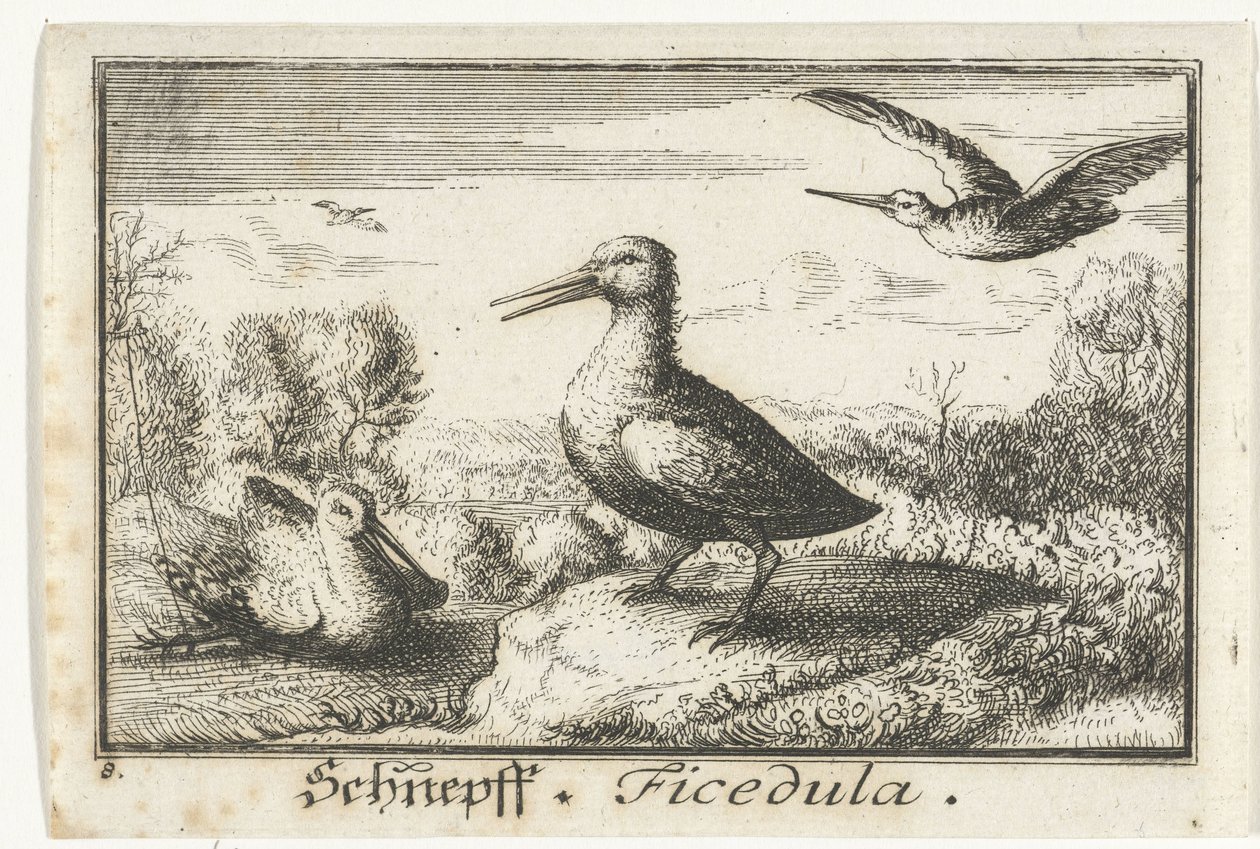 Paisaje con tres agachadizas Schneff, Ficédula. (título en el objeto) de Anonymous