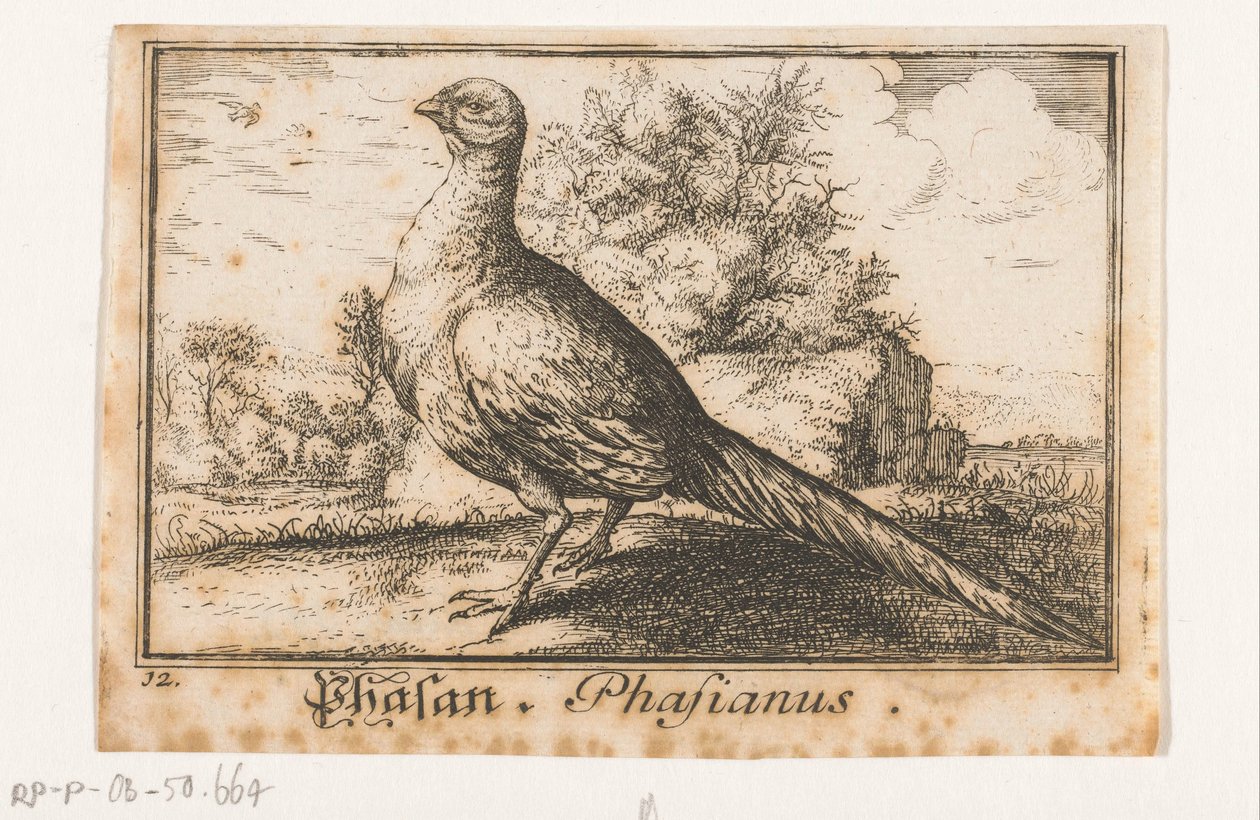 Paisaje con faisán Phasan, Phasianus. (título en el objeto) de Anonymous