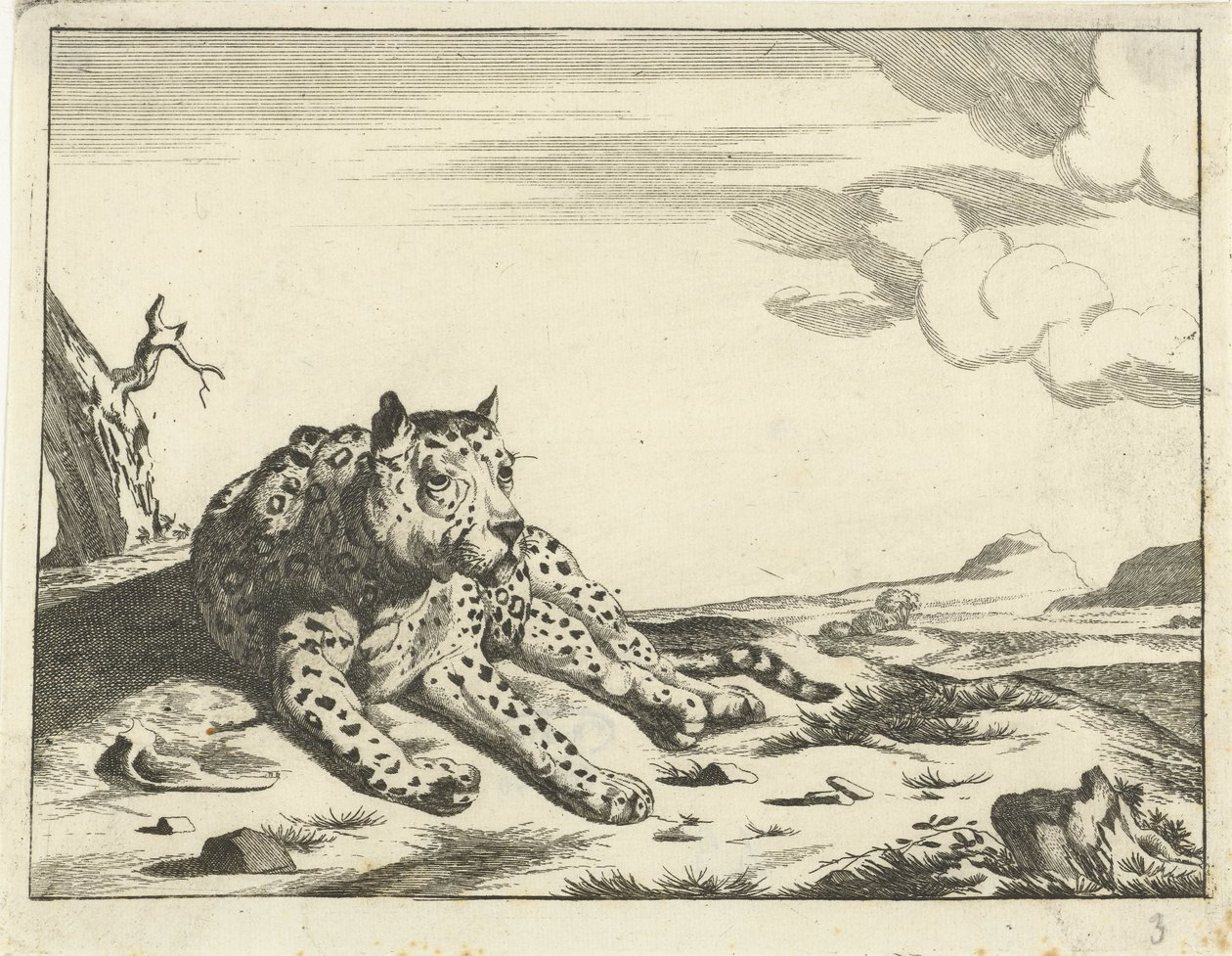 Leopardo acostado, visto de frente, piernas a la derecha de Anonymous