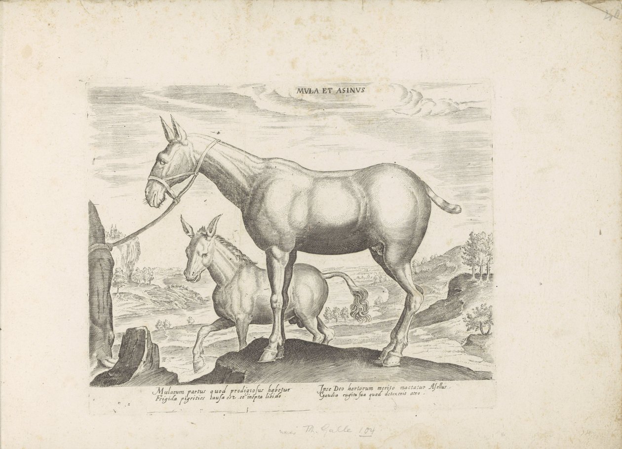 Muilezel en ezel Mula y burro (título sobre el objeto) Paardenrassen uit de Koninklijke stallen van Don Juan van Oostenrijk (título de la serie) Un caballo, en el que se encuentra el más noble de todos los tipos: un personaje distinguido de caballos de var de Anonymous