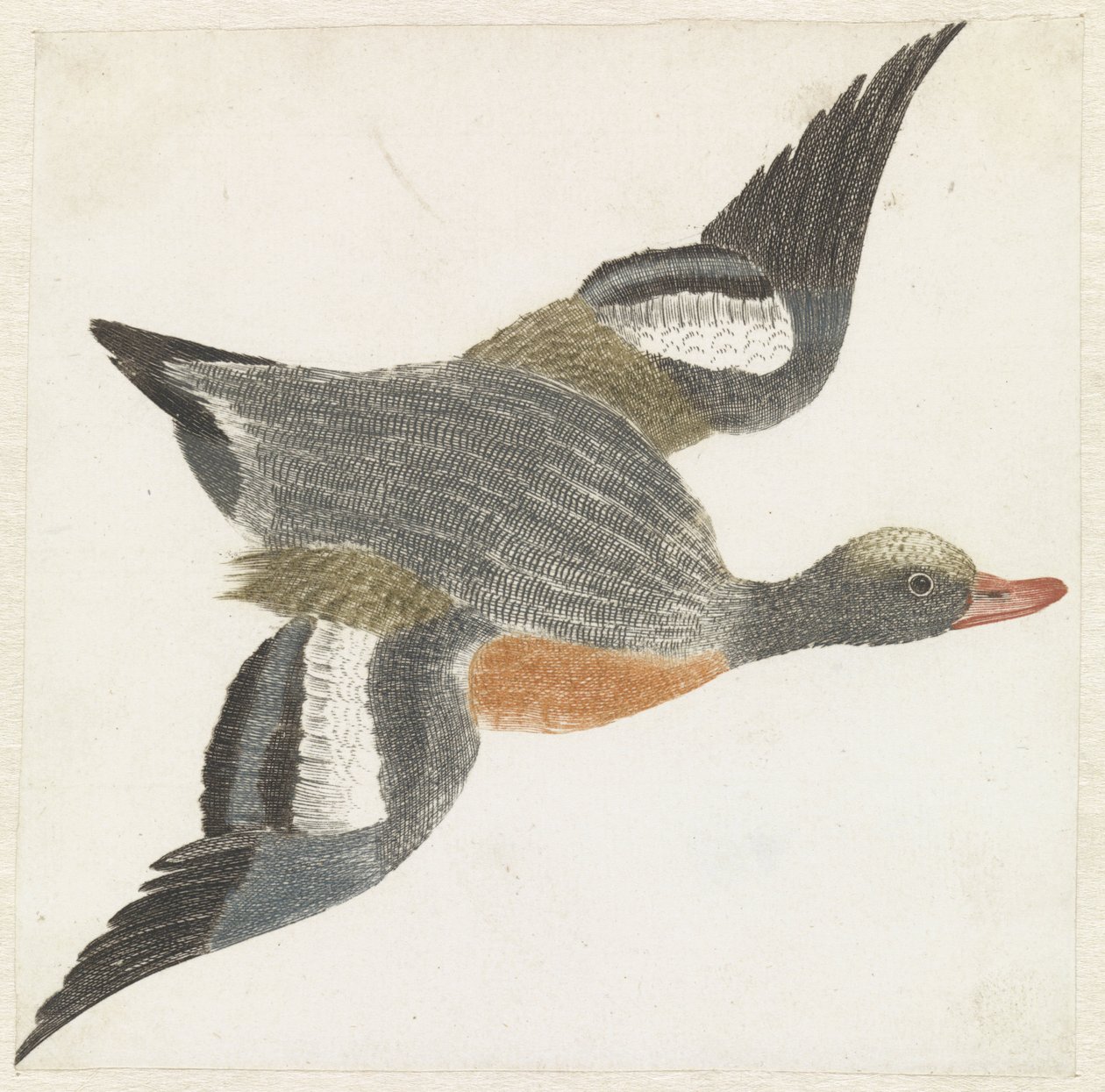 Wigeon volando a la derecha de Anonymous