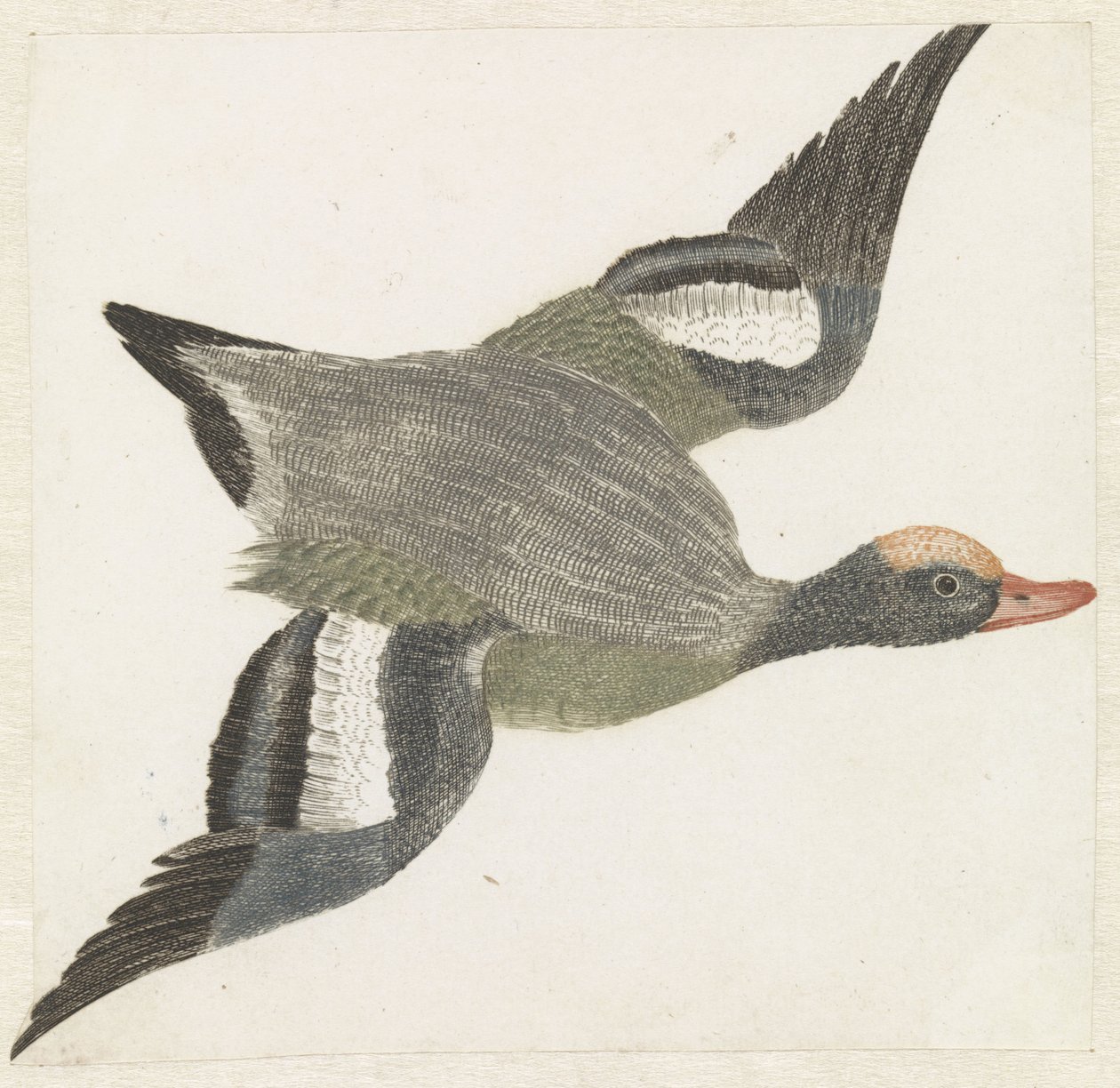 Wigeon volando a la derecha de Anonymous