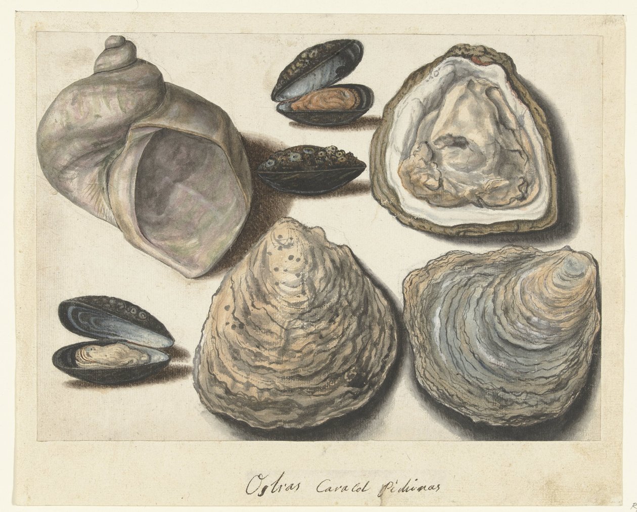 Ostras, mejillones y rayos de luna
Ostras Caracol Pichinas (título en el objeto)
Álbum Lombardo (título de la serie) de Anonymous