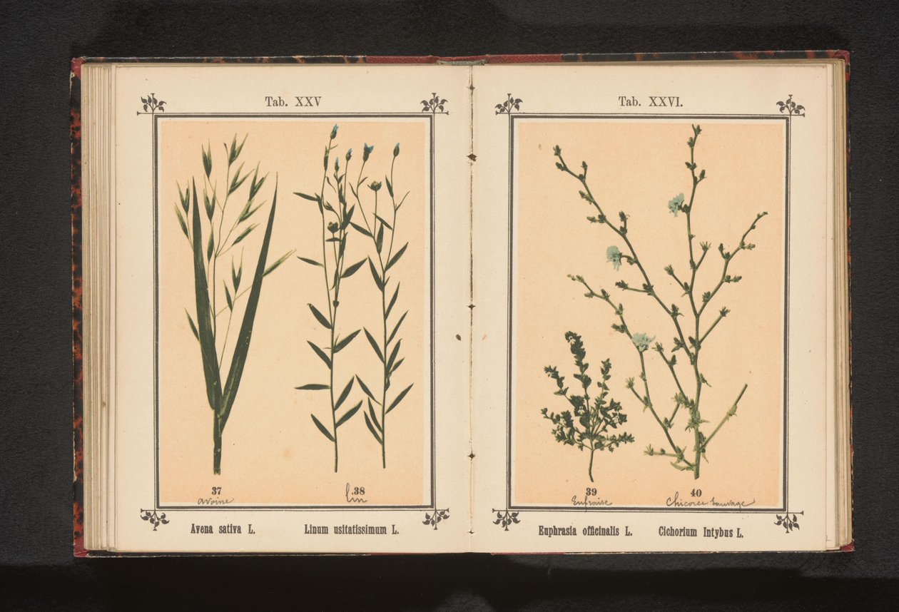 Ogentroost en wilde cichorei
Euphrasia officinalis L. Cichorium Intybus L. (título del objeto) de Anonymous